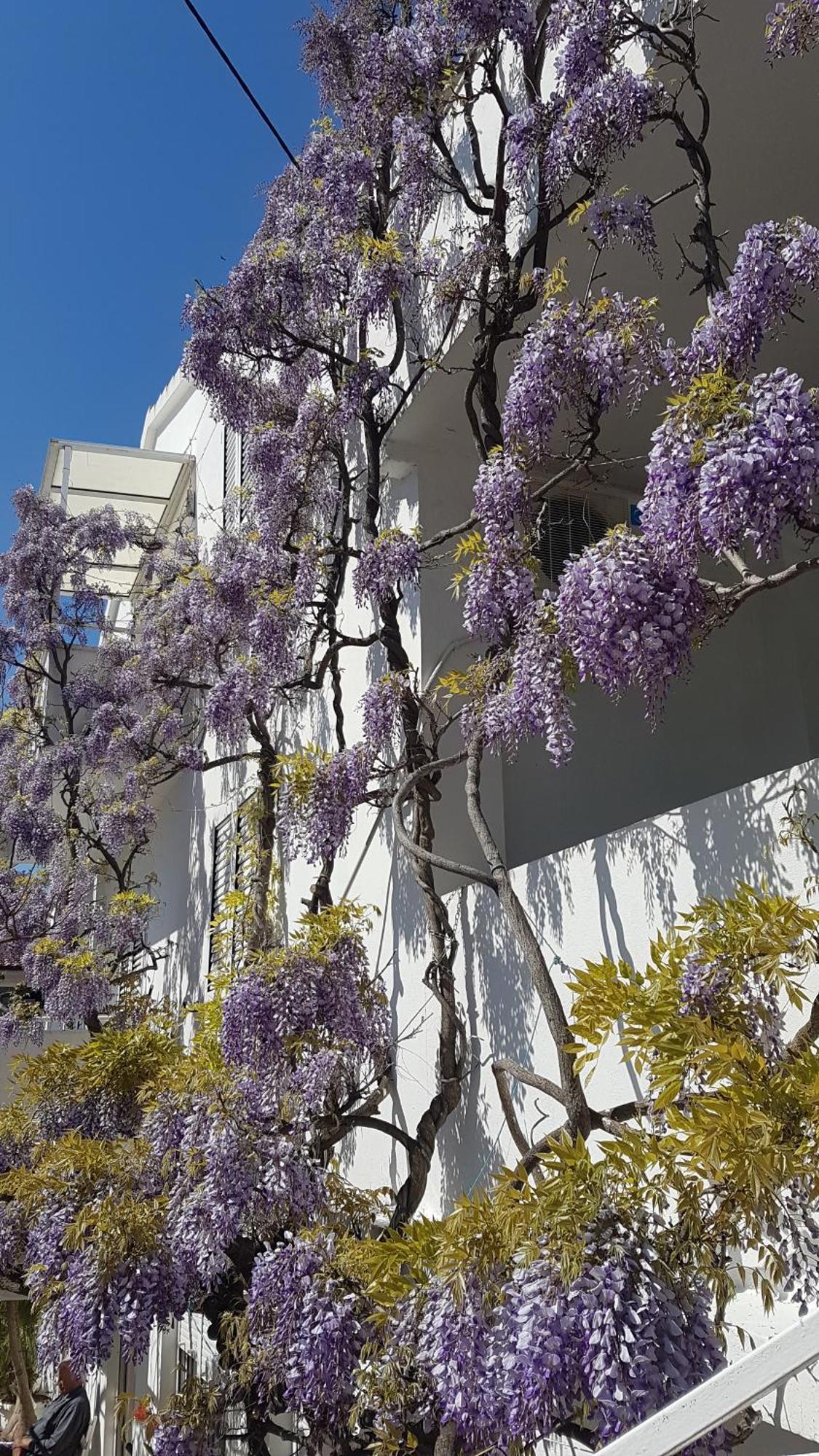 Apartmani Surlin Hvar Town Eksteriør billede