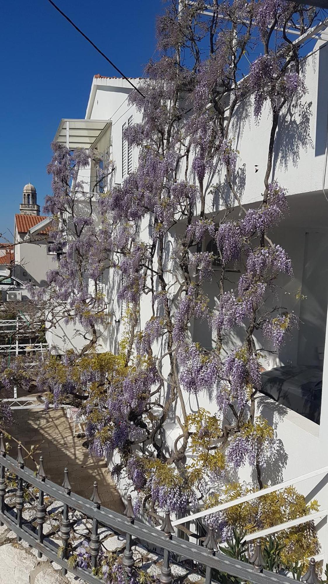 Apartmani Surlin Hvar Town Eksteriør billede