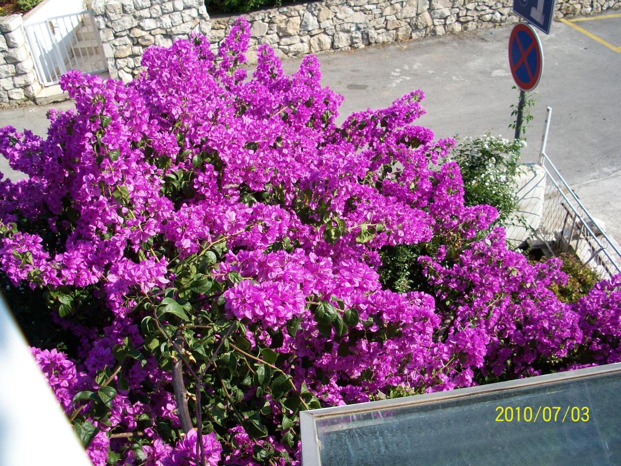 Apartmani Surlin Hvar Town Eksteriør billede